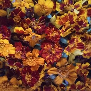 2000 light and dark orange marigold seeds